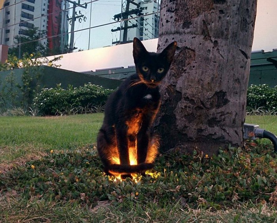 22 photos adorables de chats noirs pour montrer qu’ils n’ont rien à voir avec la malchance