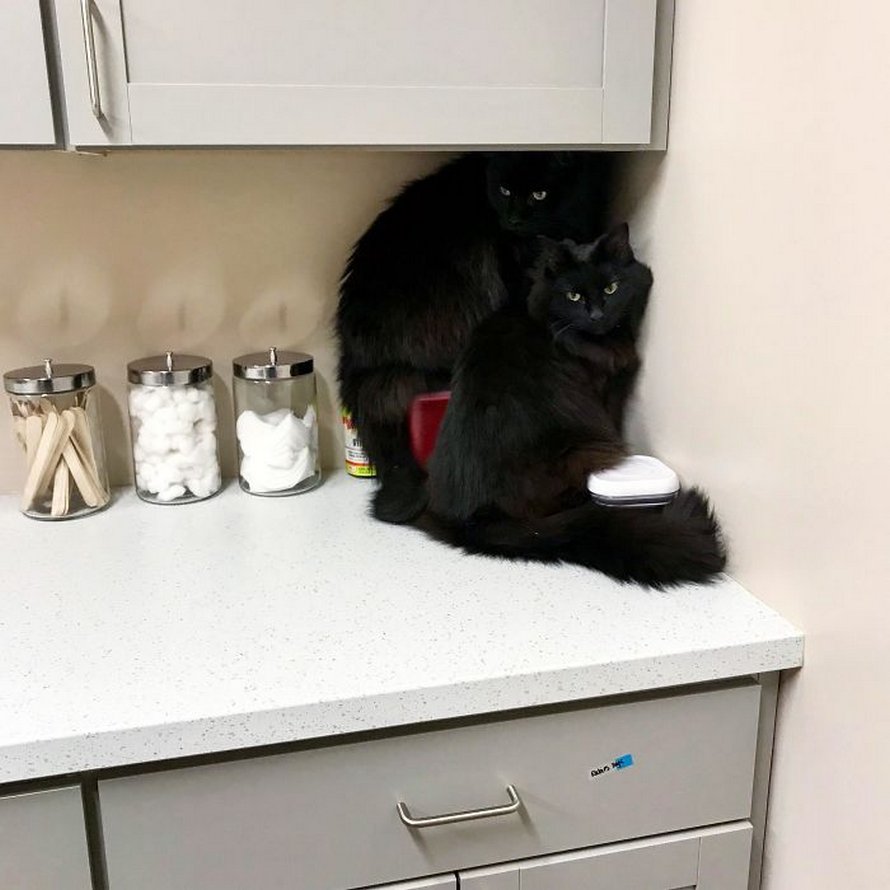 22 photos adorables de chats noirs pour montrer qu’ils n’ont rien à voir avec la malchance