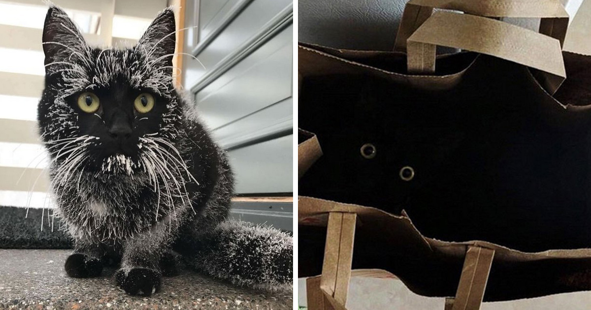 22 Photos Adorables De Chats Noirs Pour Montrer Qu Ils N Ont Rien A Voir Avec La Malchance Ipnoze