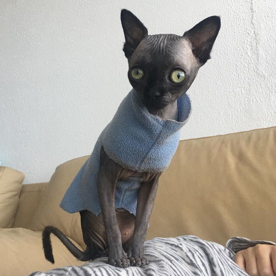 https://www.ipnoze.com/wordpress/wp-content/uploads/2020/03/chatte-sphynx-ressemble-chauve-souris-maladie-lucy-002.jpg