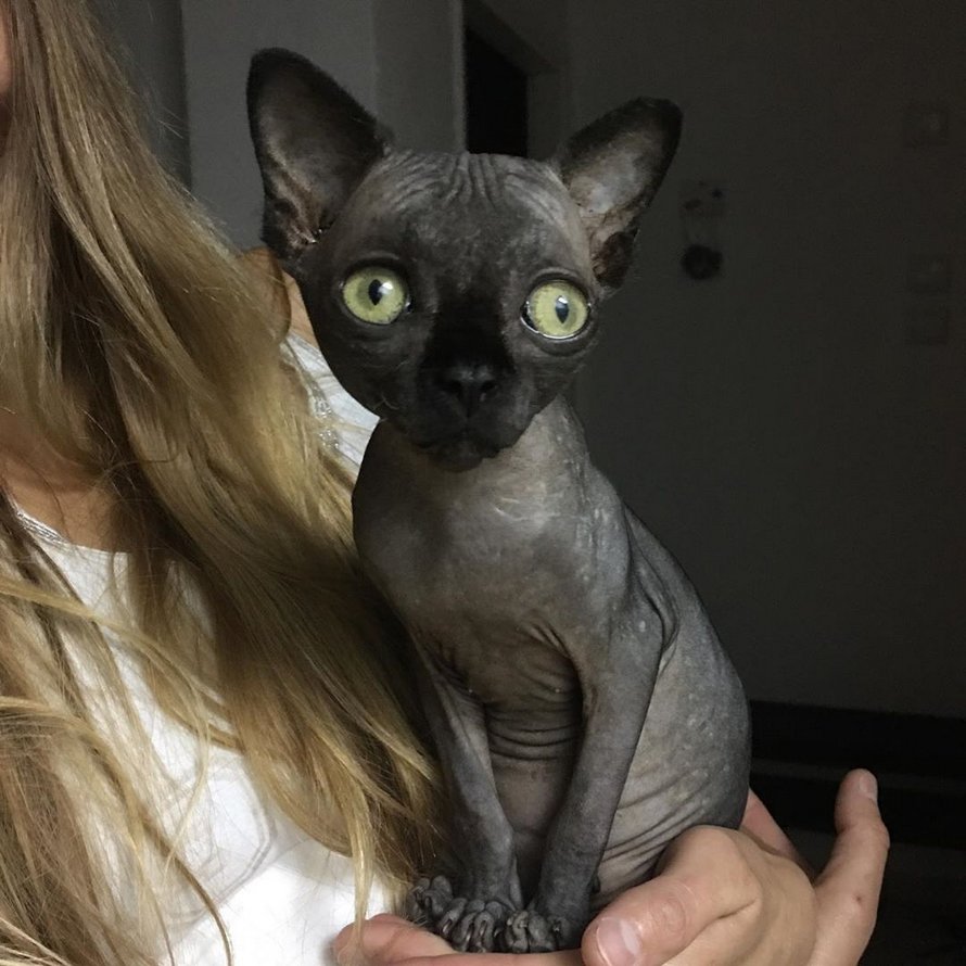 Cette Chatte Sphynx Souffre D Une Anomalie Qui Fait En Sorte Qu Elle Ressemble A Un Bebe Chauve Souris Ipnoze Cette Chatte Sphynx Souffre D Une Anomalie Qui Fait En Sorte Qu Elle Ressemble A Un Bebe Chauve Souris Ipnoze