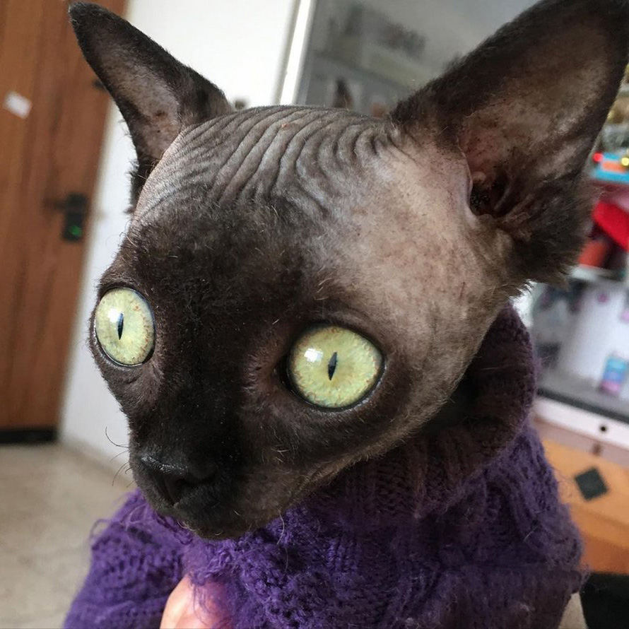 Cette Chatte Sphynx Souffre D Une Anomalie Qui Fait En Sorte Qu Elle Ressemble A Un Bebe Chauve Souris Ipnoze Cette Chatte Sphynx Souffre D Une Anomalie Qui Fait En Sorte Qu Elle Ressemble A Un Bebe Chauve Souris Ipnoze