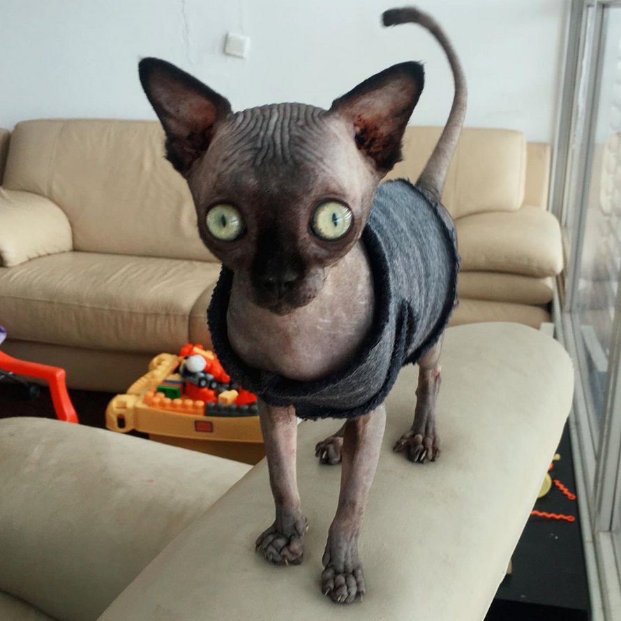 https://www.ipnoze.com/wordpress/wp-content/uploads/2020/03/chatte-sphynx-ressemble-chauve-souris-maladie-lucy-006.jpg