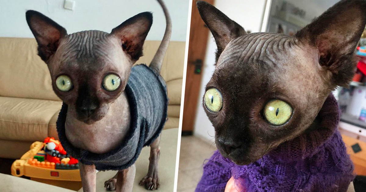 Cette Chatte Sphynx Souffre D Une Anomalie Qui Fait En Sorte Qu Elle Ressemble A Un Bebe Chauve Souris Ipnoze Cette Chatte Sphynx Souffre D Une Anomalie Qui Fait En Sorte Qu Elle Ressemble A Un Bebe Chauve Souris Ipnoze