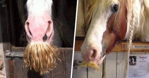 Si jamais tu es triste, souviens-toi que les chevaux peuvent avoir des moustaches