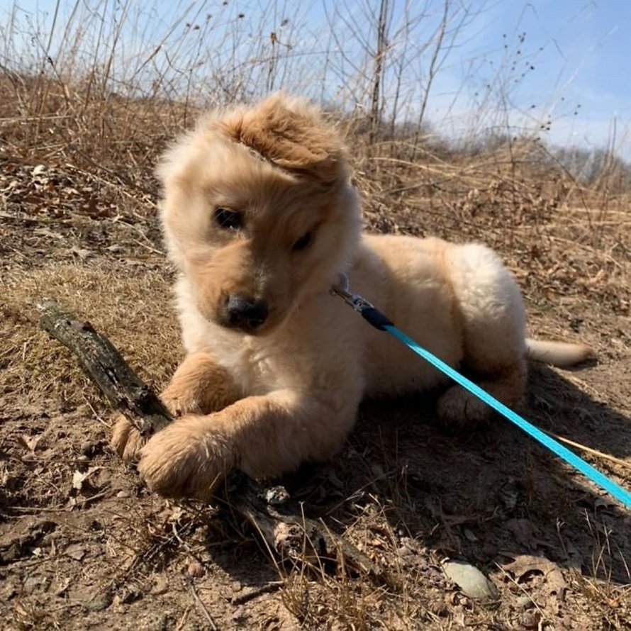 https://www.ipnoze.com/wordpress/wp-content/uploads/2020/03/chien-avec-une-oreille-golden-retriever-rae-011.jpg