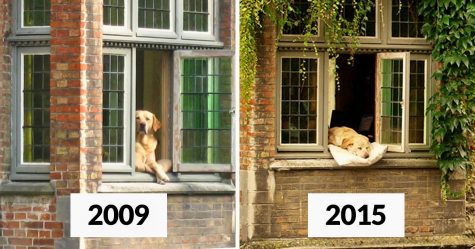 Après le décès du « chien le plus célèbre de Bruges », des gens ont partagé des photos de lui au fil des ans