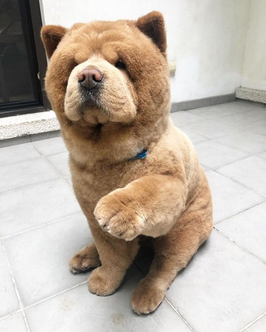 chien en peluche géant