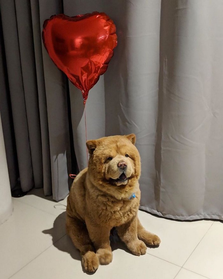 https://www.ipnoze.com/wordpress/wp-content/uploads/2020/03/chien-duveteux-chow-chow-ressemble-ourson-en-peluche-chowder-008.jpg