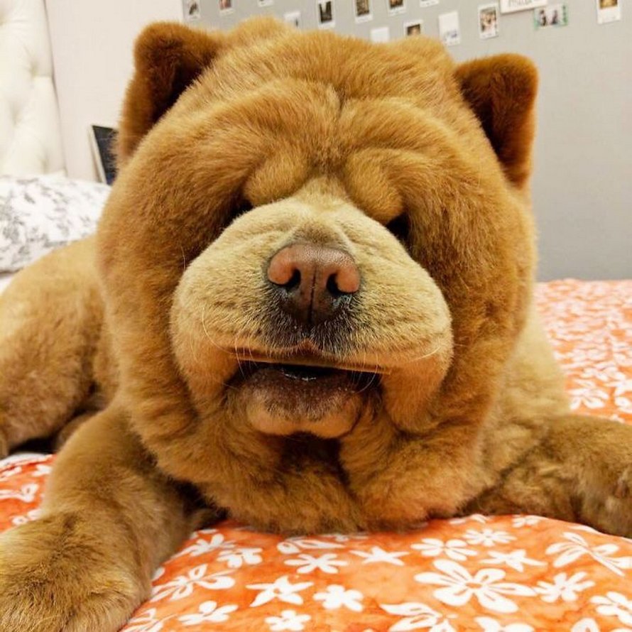 https://www.ipnoze.com/wordpress/wp-content/uploads/2020/03/chien-duveteux-chow-chow-ressemble-ourson-en-peluche-chowder-009.jpg