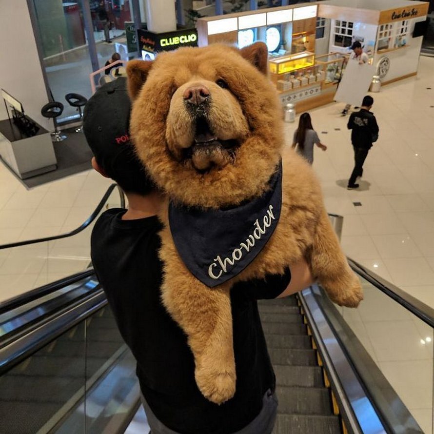 https://www.ipnoze.com/wordpress/wp-content/uploads/2020/03/chien-duveteux-chow-chow-ressemble-ourson-en-peluche-chowder-013.jpg