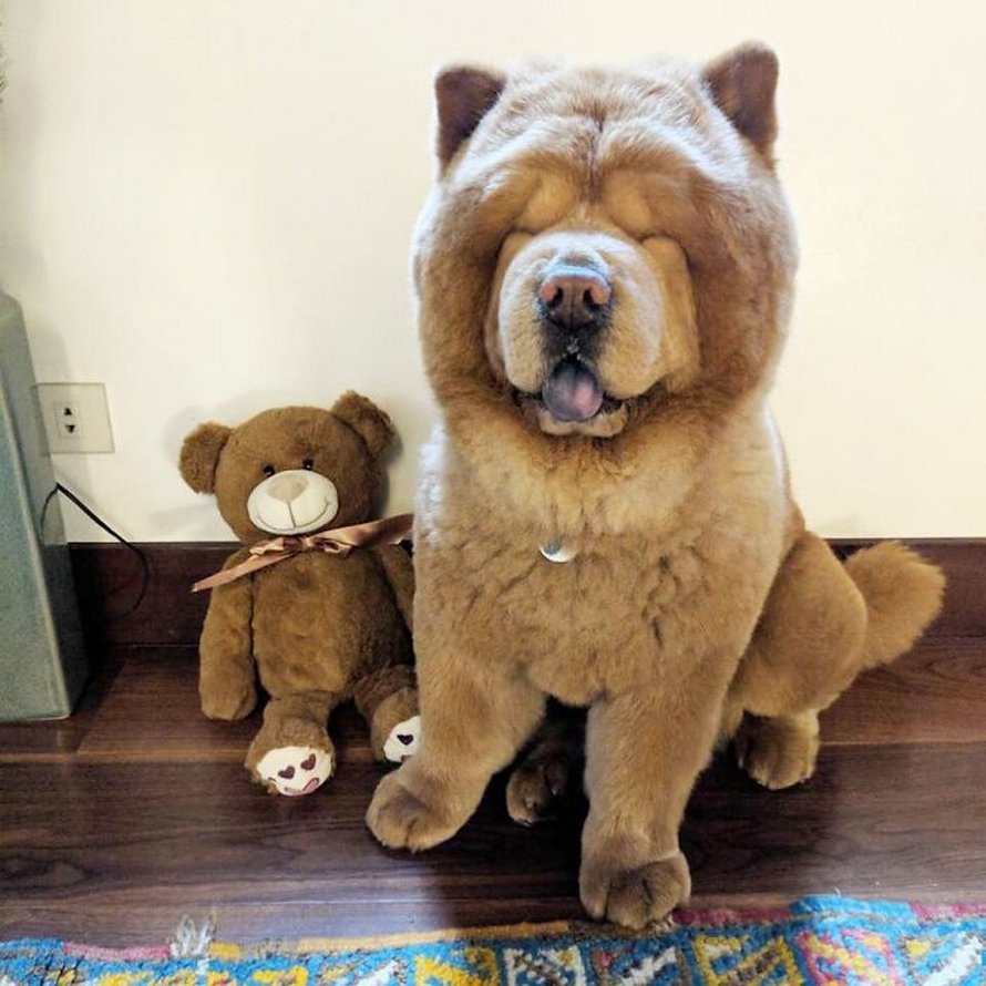 https://www.ipnoze.com/wordpress/wp-content/uploads/2020/03/chien-duveteux-chow-chow-ressemble-ourson-en-peluche-chowder-015.jpg