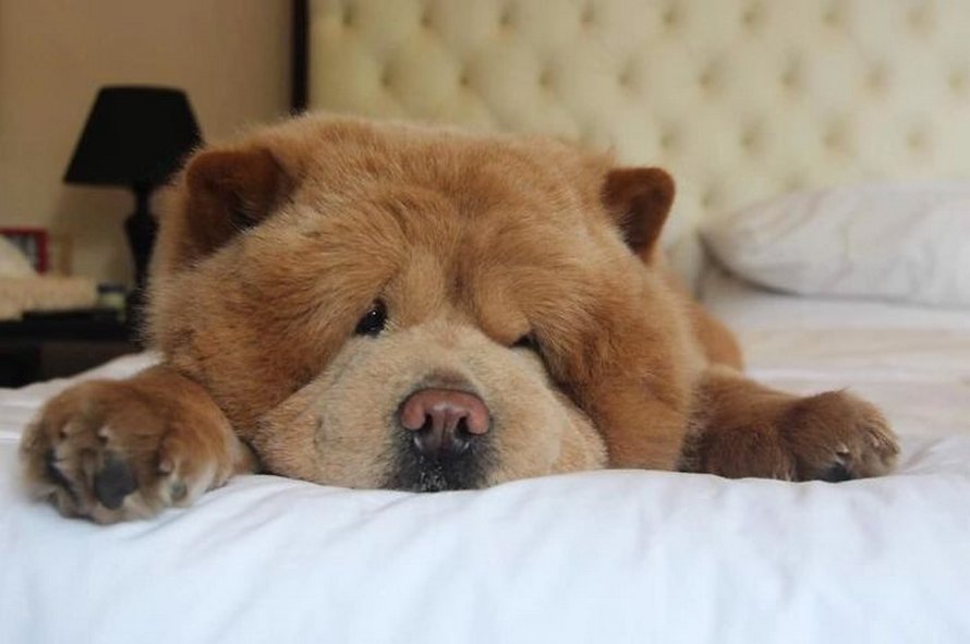 https://www.ipnoze.com/wordpress/wp-content/uploads/2020/03/chien-duveteux-chow-chow-ressemble-ourson-en-peluche-chowder-016.jpg