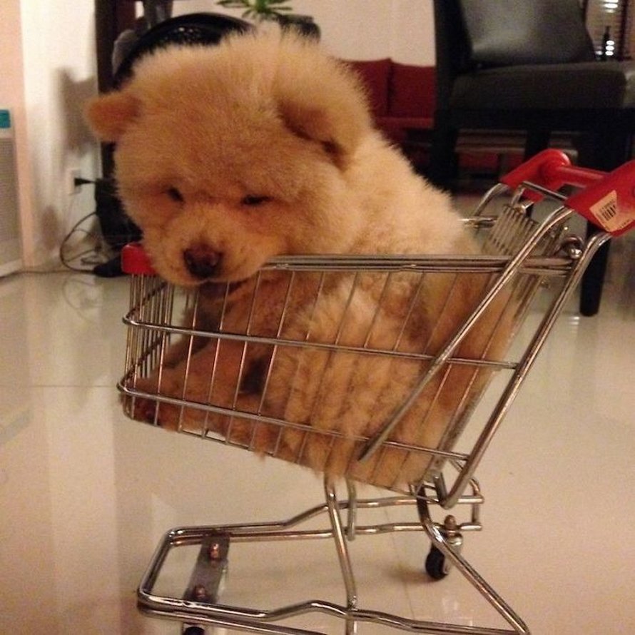 https://www.ipnoze.com/wordpress/wp-content/uploads/2020/03/chien-duveteux-chow-chow-ressemble-ourson-en-peluche-chowder-018.jpg