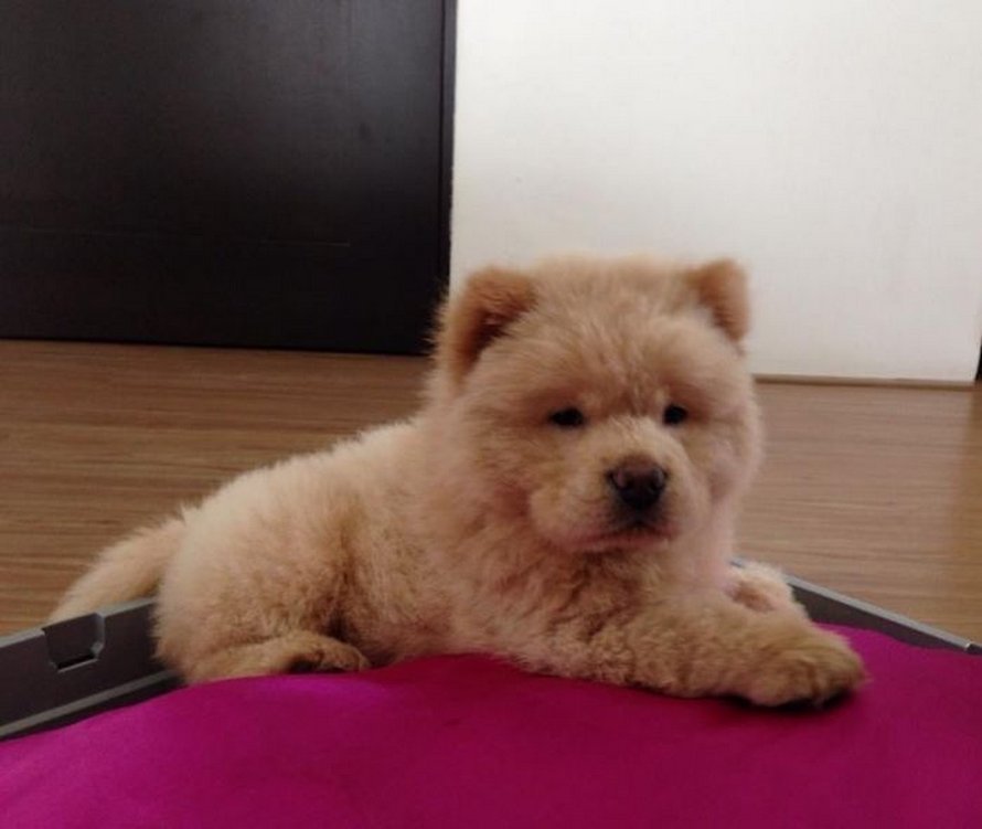 https://www.ipnoze.com/wordpress/wp-content/uploads/2020/03/chien-duveteux-chow-chow-ressemble-ourson-en-peluche-chowder-022.jpg
