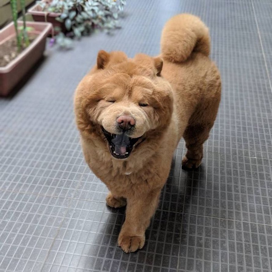 https://www.ipnoze.com/wordpress/wp-content/uploads/2020/03/chien-duveteux-chow-chow-ressemble-ourson-en-peluche-chowder-023.jpg