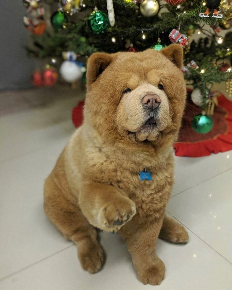 https://www.ipnoze.com/wordpress/wp-content/uploads/2020/03/chien-duveteux-chow-chow-ressemble-ourson-en-peluche-chowder-024.jpg