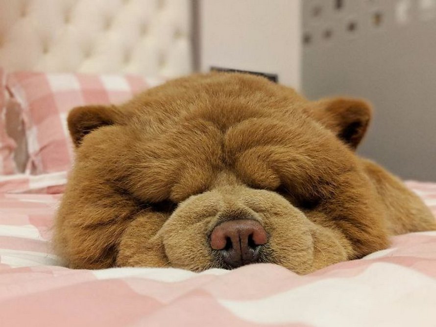 https://www.ipnoze.com/wordpress/wp-content/uploads/2020/03/chien-duveteux-chow-chow-ressemble-ourson-en-peluche-chowder-025.jpg