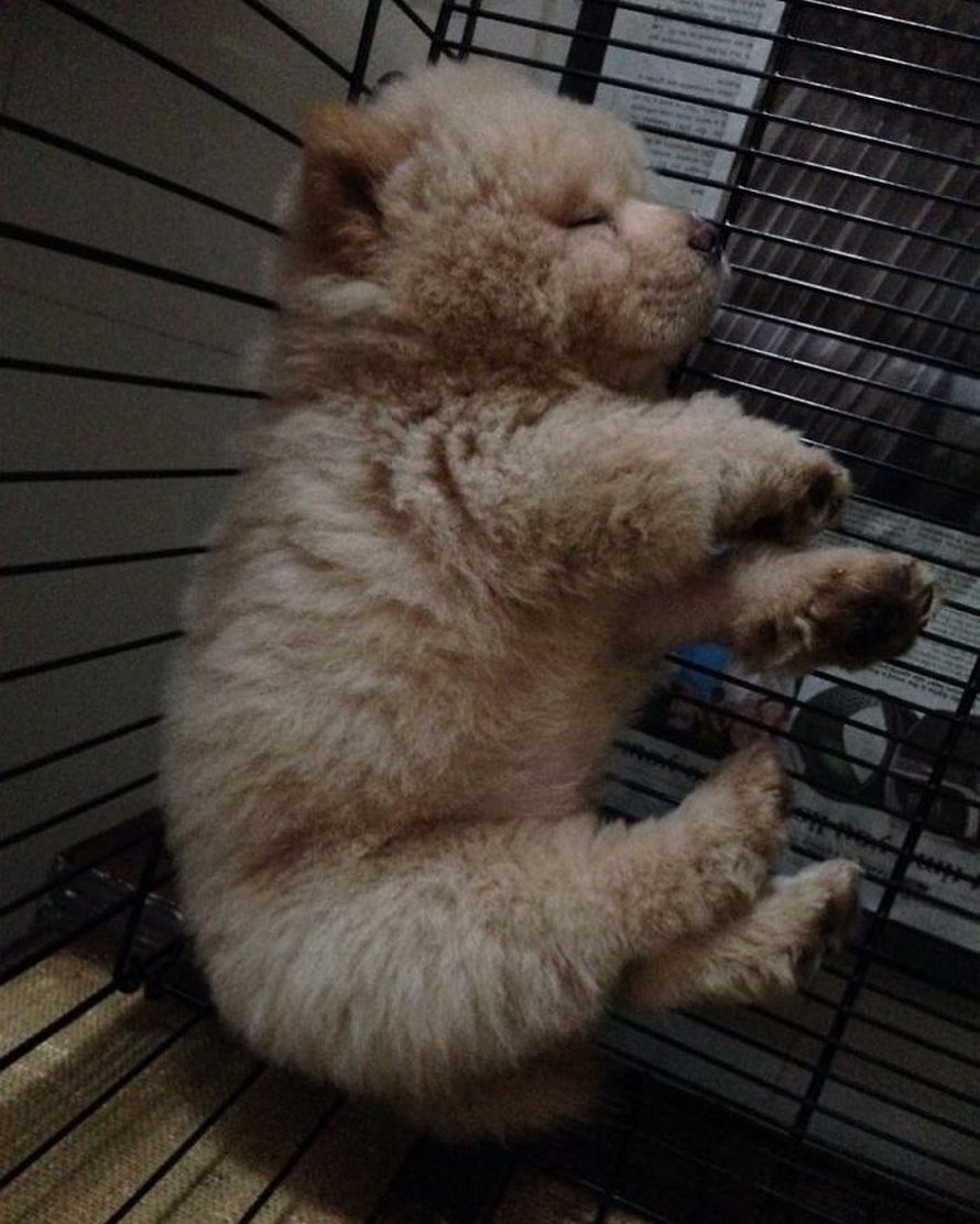 https://www.ipnoze.com/wordpress/wp-content/uploads/2020/03/chien-duveteux-chow-chow-ressemble-ourson-en-peluche-chowder-029.jpg