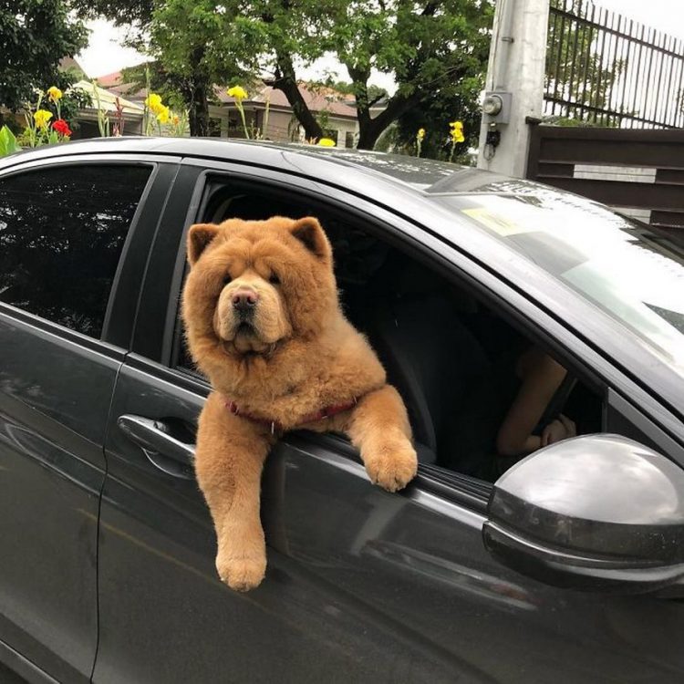 Chien Qui Ressemble A Un Ours Voici 30 photos de Chowder, un chow-chow qui ressemble à un ours en