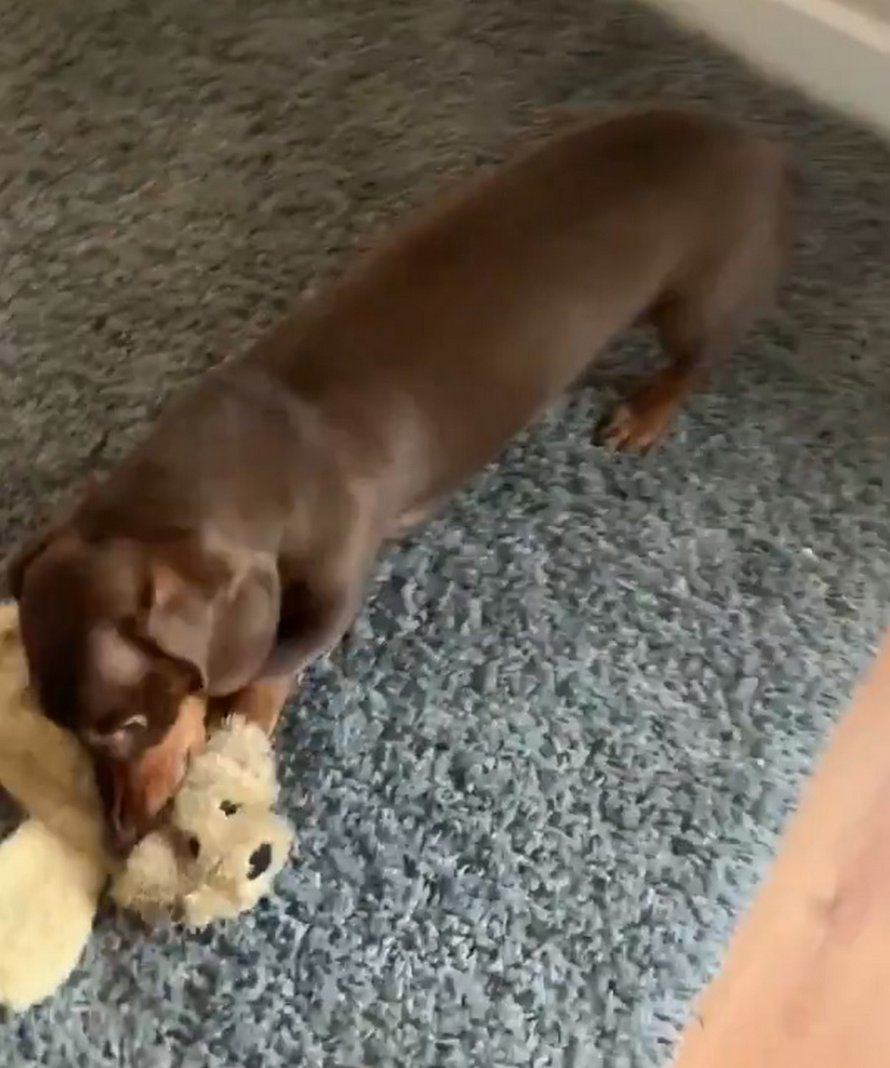 Gratuit Images Ce Chien Saucisse S Est Foule La Queue Apres L Avoir Trop Remuee le plus cool par