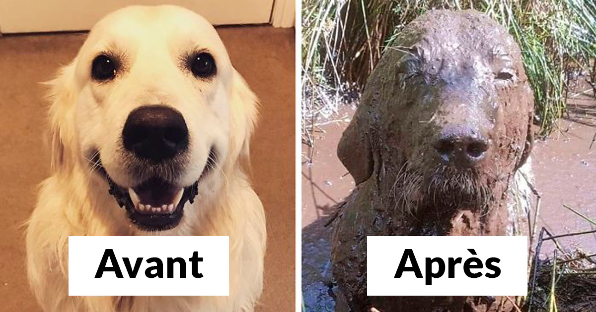 https://www.ipnoze.com/wordpress/wp-content/uploads/2020/03/chiens-sales-couverts-de-boue-droles.jpg