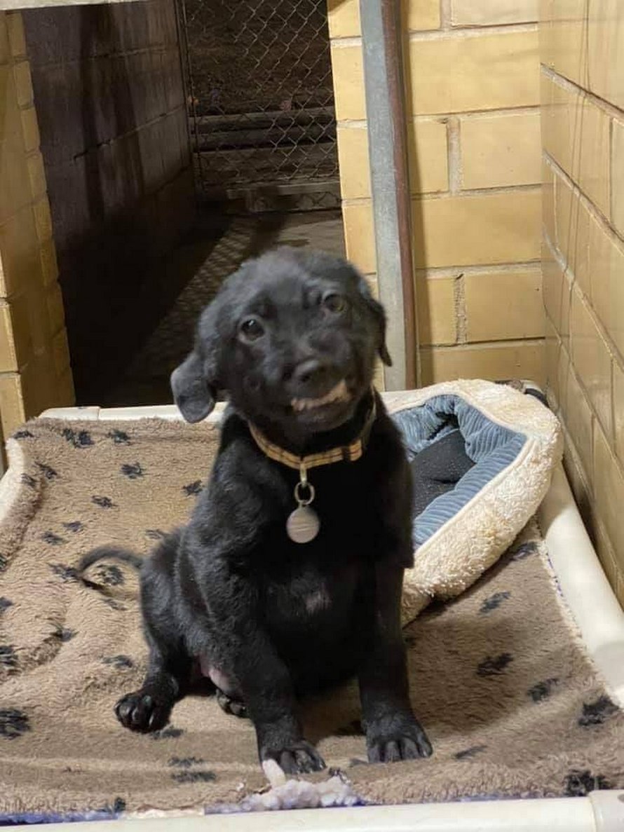 Ce chiot souriant montre ses dents à tout le monde dans un refuge dans l’espoir de trouver une maison