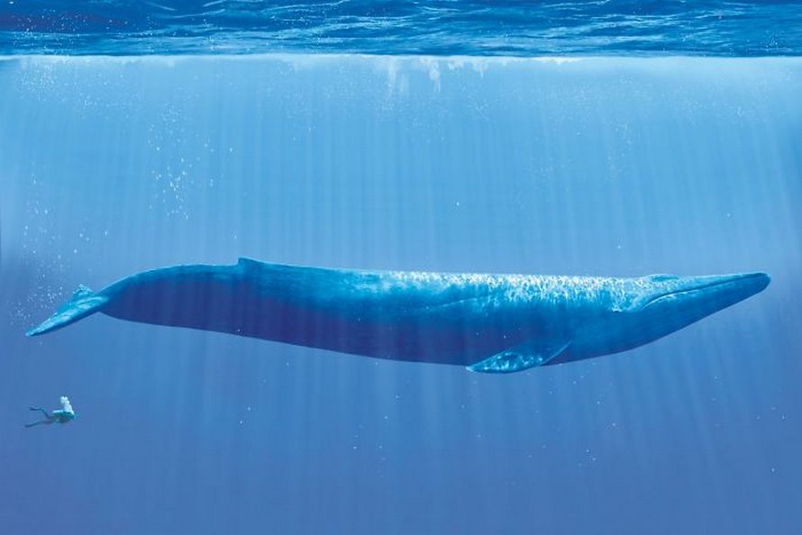 23 images de comparaison les plus intrigantes (nouvelles images)