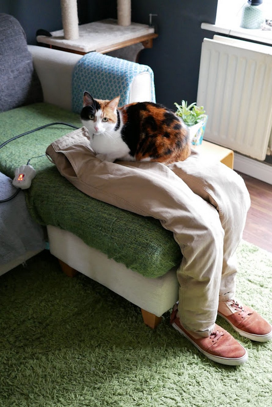 faux-genoux-pour-chatte-collante-ziggy-003.jpg