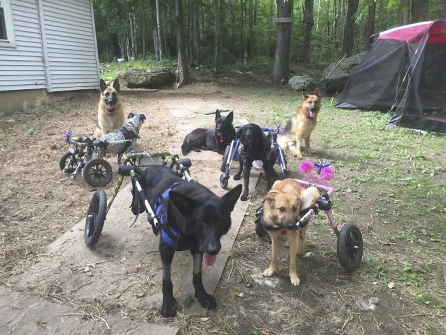 Cette femme a adopté 6 chiens ayant des besoins particuliers et maintenant, ils vivent tous une vie heureuse