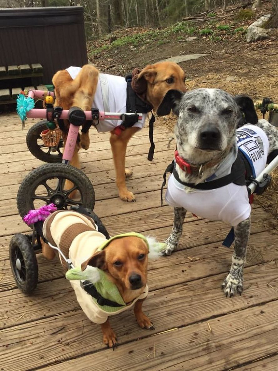 Cette femme a adopté 6 chiens ayant des besoins particuliers et maintenant, ils vivent tous une vie heureuse