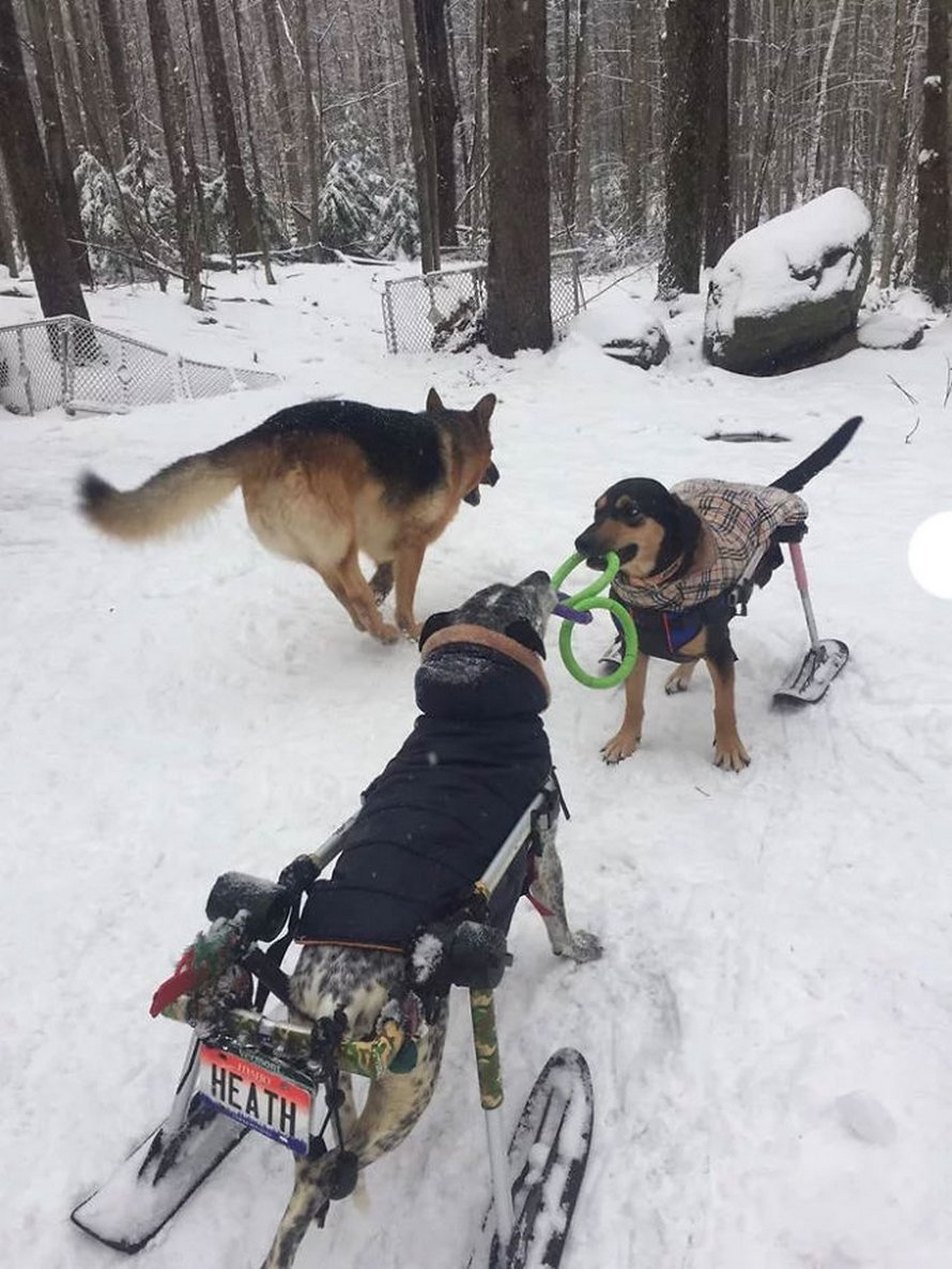 Cette femme a adopté 6 chiens ayant des besoins particuliers et maintenant, ils vivent tous une vie heureuse