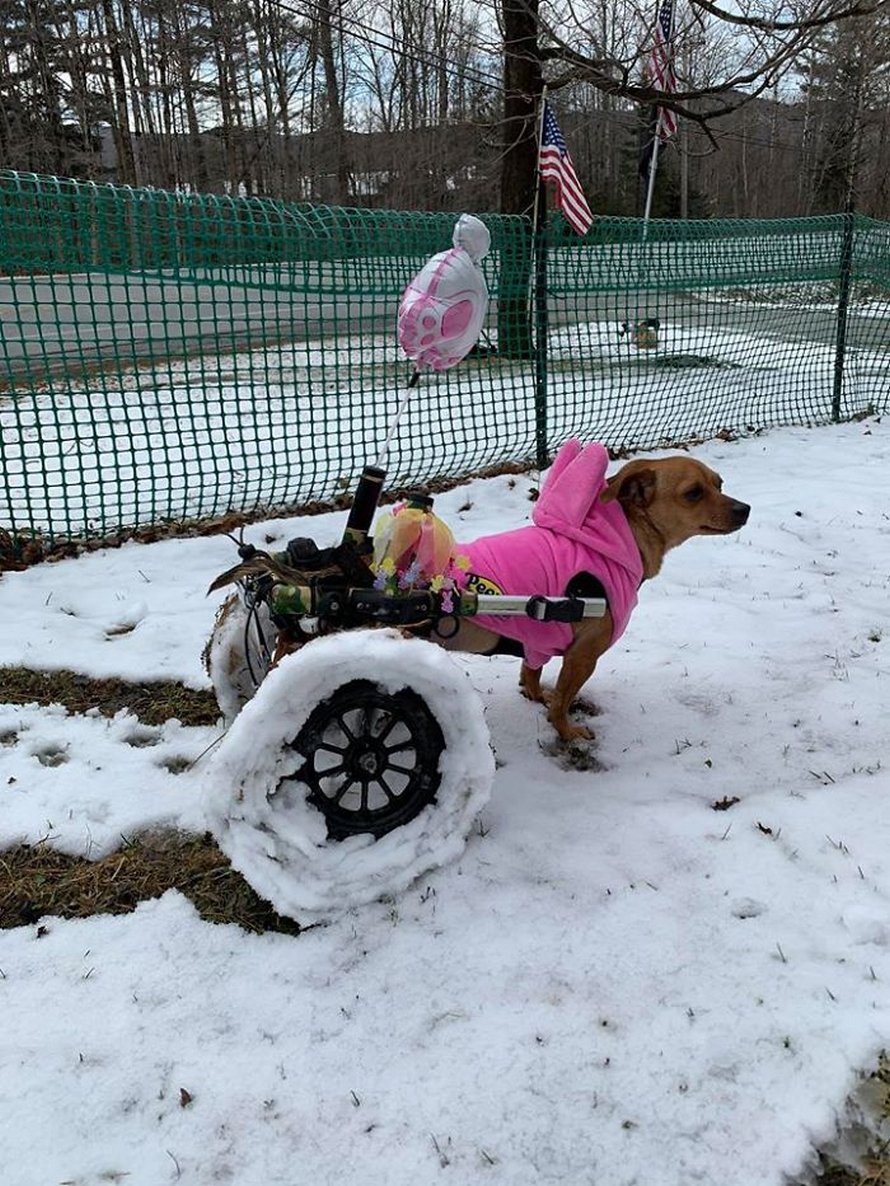 Cette femme a adopté 6 chiens ayant des besoins particuliers et maintenant, ils vivent tous une vie heureuse