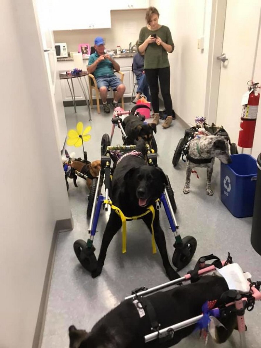 Cette femme a adopté 6 chiens ayant des besoins particuliers et maintenant, ils vivent tous une vie heureuse