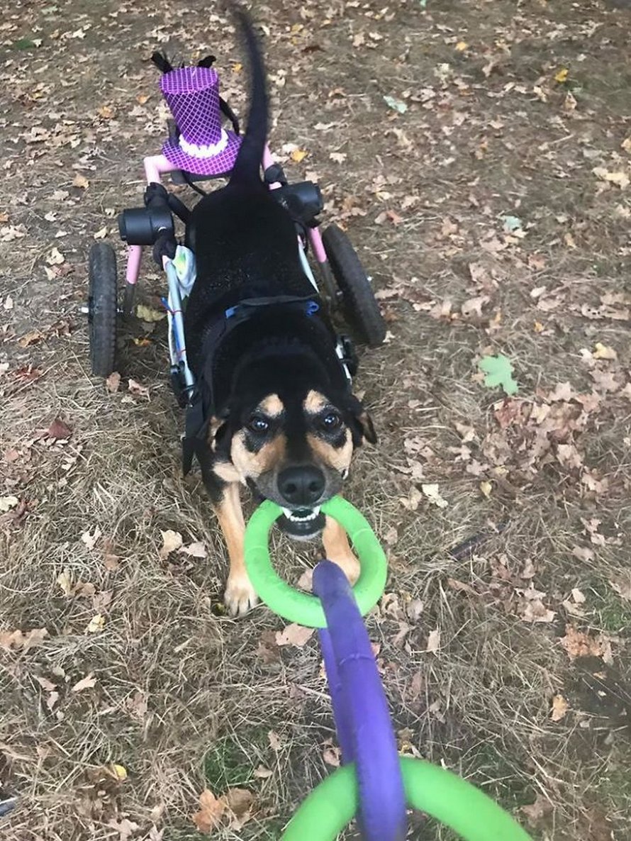 Cette femme a adopté 6 chiens ayant des besoins particuliers et maintenant, ils vivent tous une vie heureuse