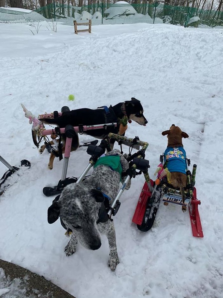 Cette femme a adopté 6 chiens ayant des besoins particuliers et maintenant, ils vivent tous une vie heureuse