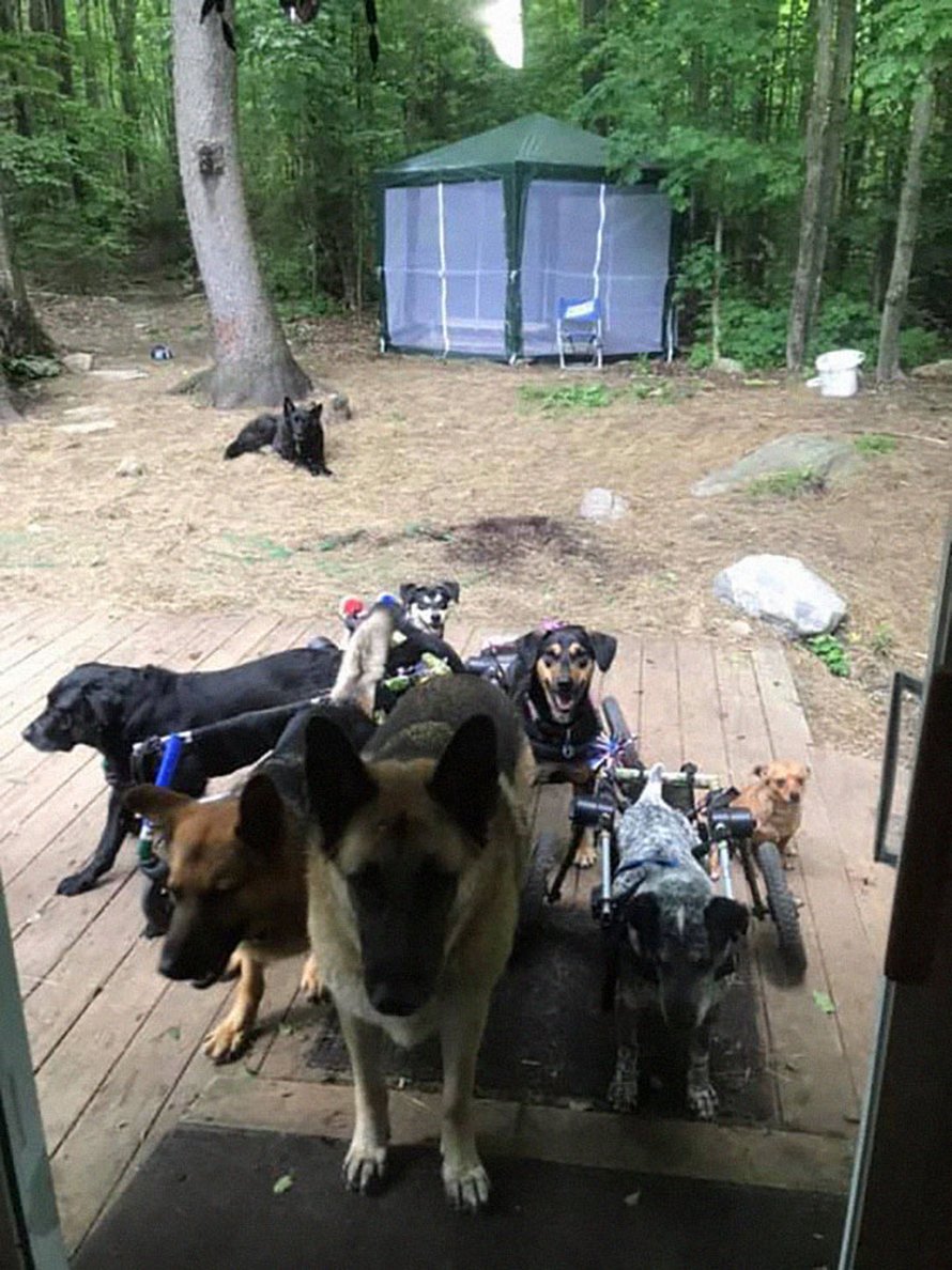 Cette femme a adopté 6 chiens ayant des besoins particuliers et maintenant, ils vivent tous une vie heureuse