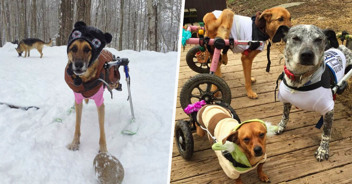 Cette femme a adopté 6 chiens ayant des besoins particuliers et maintenant, ils vivent tous une vie heureuse