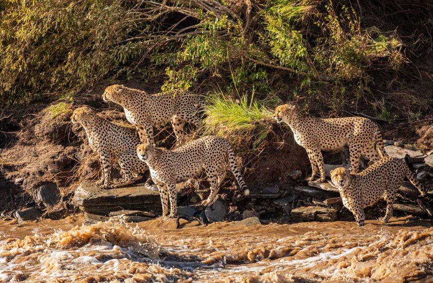 Des photographes ont eu la chance de voir 5 guépards traverser une rivière en crue infestée de crocodiles
