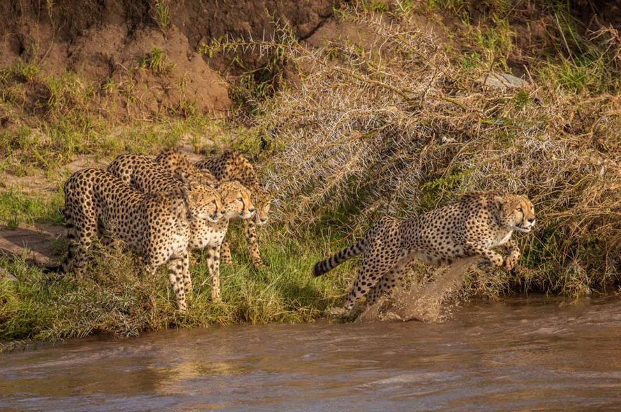Des photographes ont eu la chance de voir 5 guépards traverser une rivière en crue infestée de crocodiles