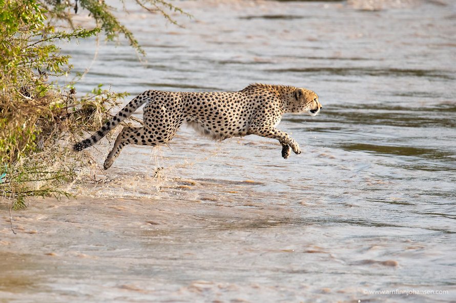 Des photographes ont eu la chance de voir 5 guépards traverser une rivière en crue infestée de crocodiles