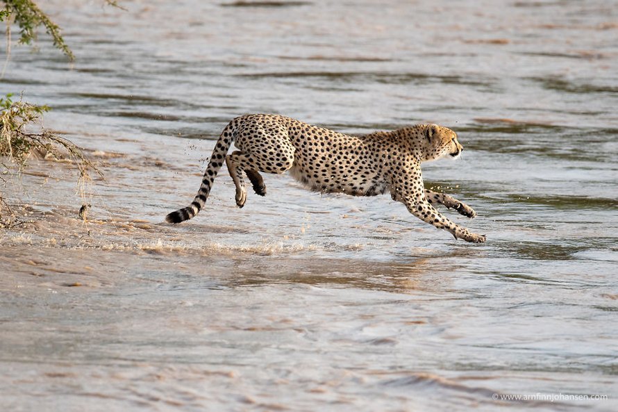Des photographes ont eu la chance de voir 5 guépards traverser une rivière en crue infestée de crocodiles
