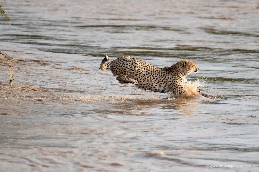 Des photographes ont eu la chance de voir 5 guépards traverser une rivière en crue infestée de crocodiles