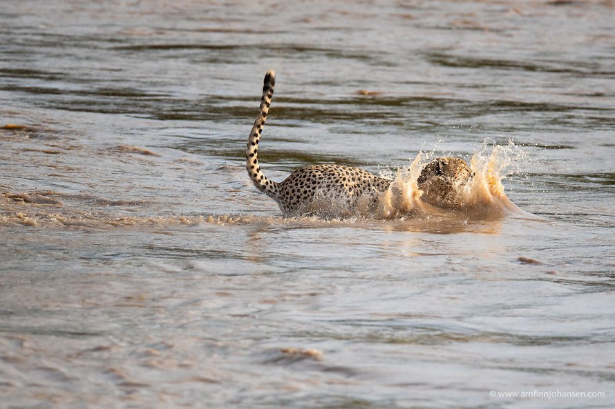 Des photographes ont eu la chance de voir 5 guépards traverser une rivière en crue infestée de crocodiles