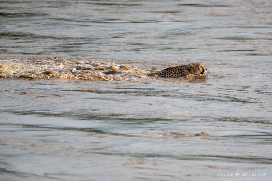 Des photographes ont eu la chance de voir 5 guépards traverser une rivière en crue infestée de crocodiles