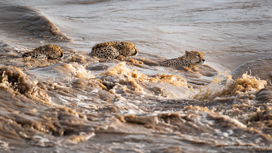 Des photographes ont eu la chance de voir 5 guépards traverser une rivière en crue infestée de crocodiles