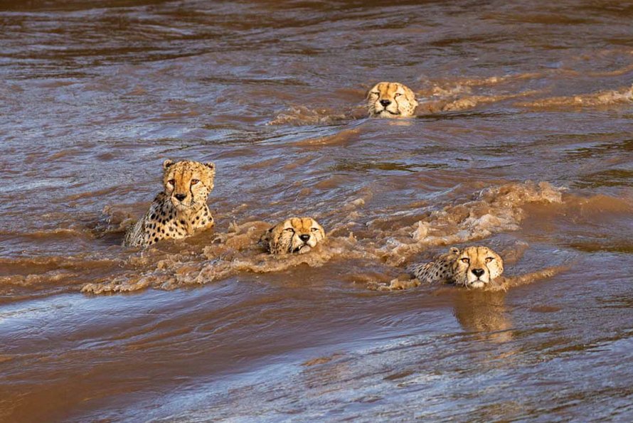 Des photographes ont eu la chance de voir 5 guépards traverser une rivière en crue infestée de crocodiles