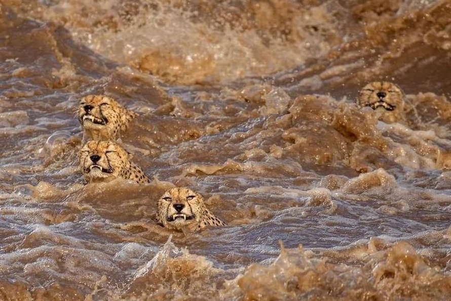 Des photographes ont eu la chance de voir 5 guépards traverser une rivière en crue infestée de crocodiles