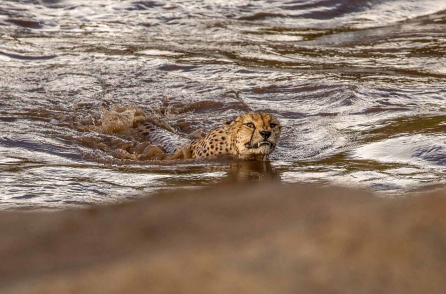 Des photographes ont eu la chance de voir 5 guépards traverser une rivière en crue infestée de crocodiles