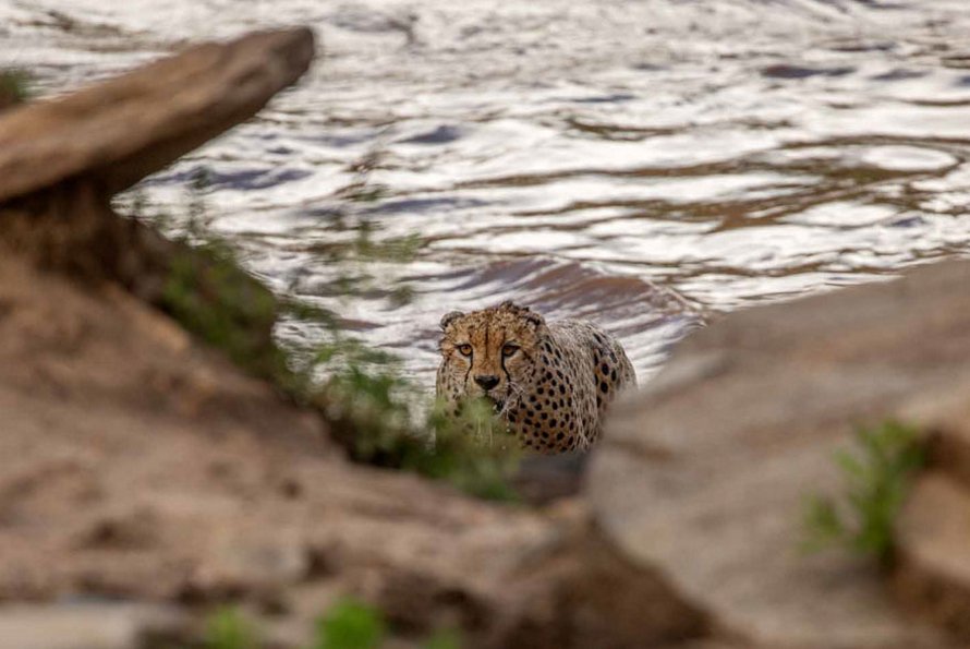 Des photographes ont eu la chance de voir 5 guépards traverser une rivière en crue infestée de crocodiles